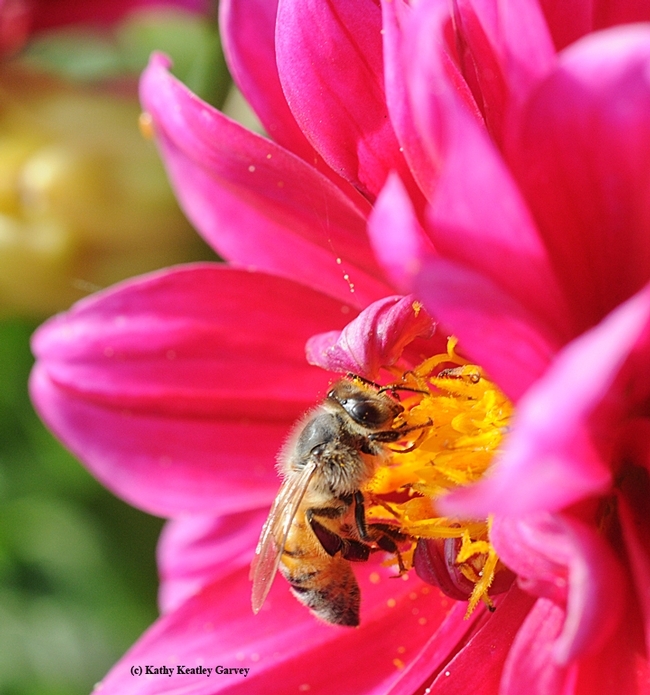 A honey bee foraging on a pink zinnia. (Photo by Kathy Keatley Garvey)