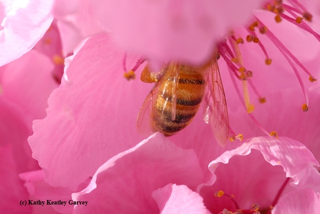 What's not to like about a pink nectarine blossom? This bee goes in head first. (Photo by Kathy Keatley Garvey)