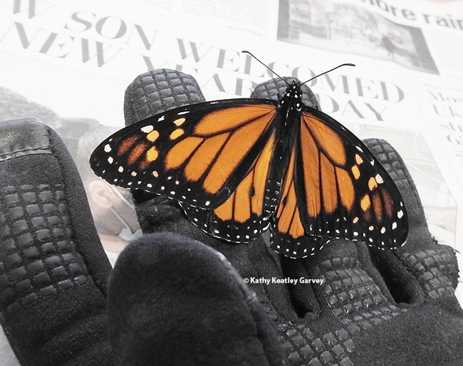 A gloved hand holds a male monarch found cold and still in the middle of a residential street in west Vacaville on Jan. 3, 2022. (Photo by Kathy Keatley Garvey)