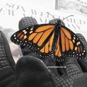A gloved hand holds a male monarch found cold and still in the middle of a residential street in west Vacaville on Jan. 3, 2022. (Photo by Kathy Keatley Garvey)