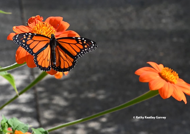 A male monarch nectars on Mexican sunflower (Tithonia rotundifola) in Vacaville, Calif., on Oct. 26, 2022. (Photo by Kathy Keatley Garvey)