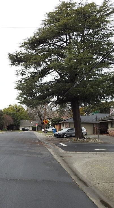A monarch was found in the street in this west Vacaville neighborhood on Jan 3, 2023. (Photo by Kathy Keatley Garvey)