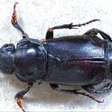 The burying beetle is known for burying carcasses of small vertebrates, such as mice, squirrels and birds, and using them as a food source for its larvae. (Photo courtesy of Wikipedia)