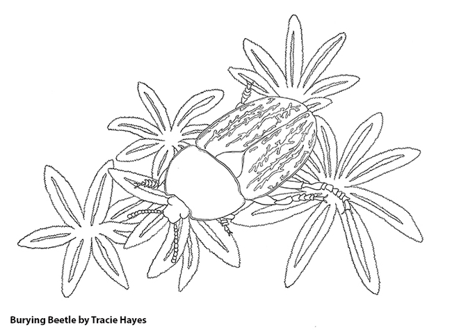 The Bohart Museum's family arts-and-crafts activity will be to color this drawing of a carrion beetle, genus Heterosilpha, by doctoral candidate Tracie Hayes, an ecologist and artist.  (Credit: Tracie Hayes)