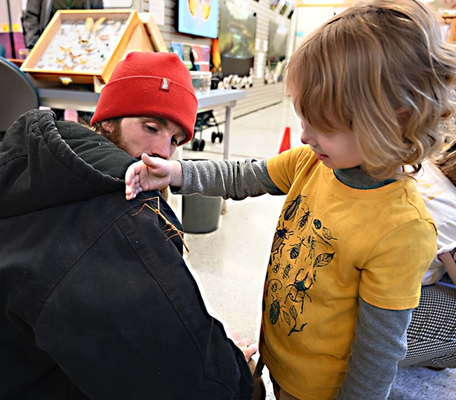 Watch him walk! Teddy introduces his father, Chris Marlatte, to a walking stick at the Bohart Museum of Entomology. (Photo by Kathy Keatley Garvey)