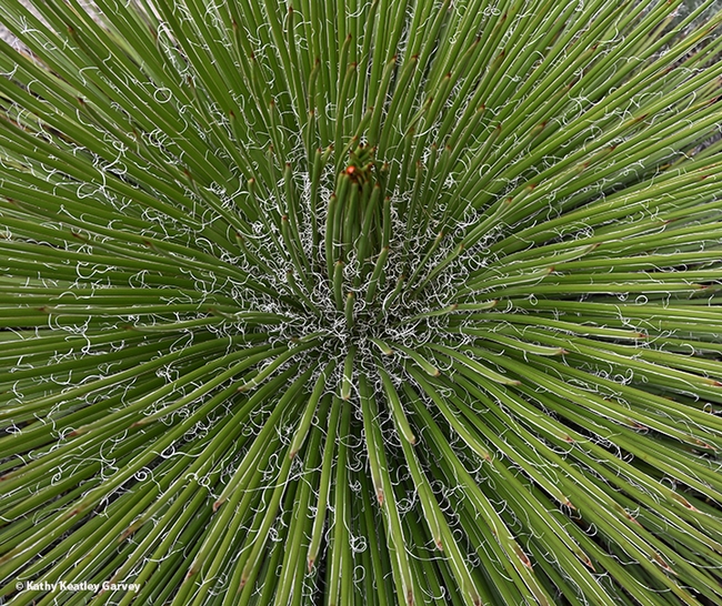 A birds-eye-view of a wintering  agave. Can you spot the lady beetles, aka ladybugs? (Photo by Kathy Keatley Garvey)