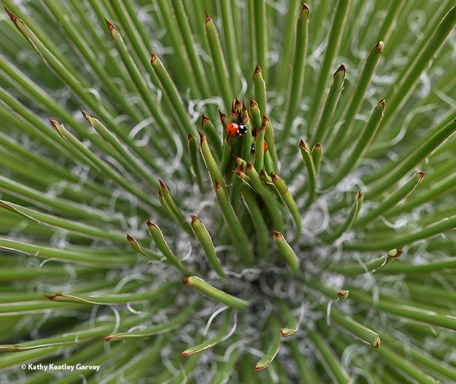 Closer...The camera zooms in on a pair of lady beetles on the agave. (Photo by Kathy Keatley Garvey)