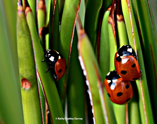 Closer still. The ruby-red lady beetles are threading through the plant leaves to soak up some sun after the massive California storms. (Photo by Kathy Keatley Garvey)
