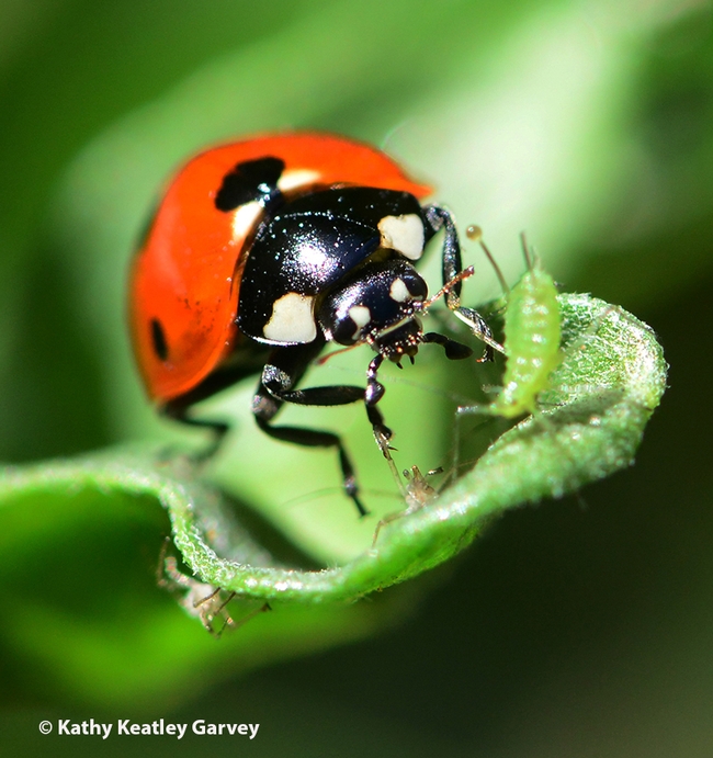 Lady beetle dining on an aphid. (Photo by Kathy Keatley Garvey)