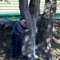Cal Fire senior environmental specialist Curtis Ewing shows a coast live oak with cankers and flatheaded borer damage.