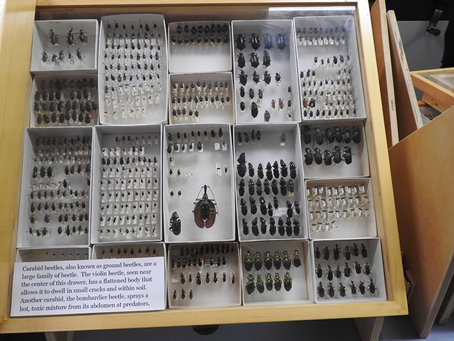 A collection of carabid beetles  displayed at the Bohart Museum of Entomology. (Photo by Kathy Keatley Garvey)