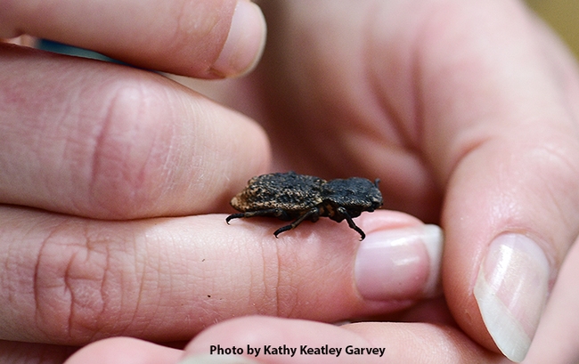 A diabolical ironclad beetle, Phloeodes diabolicus, held by Bohart Museum research associate Brittany Kohler. (Photo by Kathy Keatley Garvey)