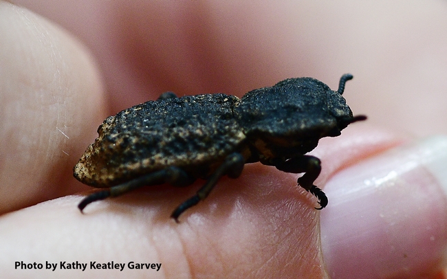 Close-up of the diabolical ironclad beetle, Phloeodes diabolicus. (Photo by Kathy Keatley Garvey)