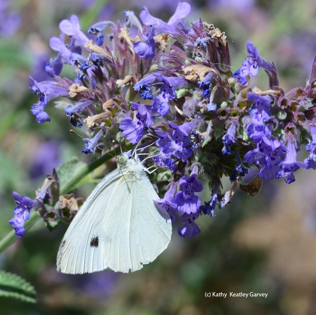 A cabbage white butterfly stops for a little catmint nectar (flight fuel) on a warm summer day. (Photo by Kathy Keatley Garvey)