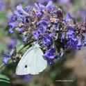 A cabbage white butterfly stops for a little catmint nectar (flight fuel) on a warm summer day. (Photo by Kathy Keatley Garvey)