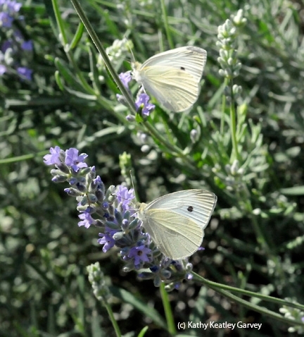 Seen any cabbage white butterflies this year in the three-county area of Sacramento, Yolo and Solano? This image was taken in the summer in Vacaville. (Photo by Kathy Keatley Garvey)