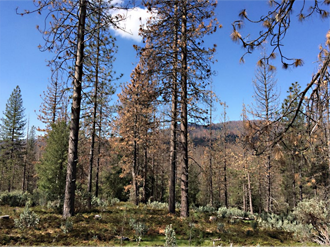 Bark beetles are the culprits in this forest image. USDA forest entomologist Chris Fettig will speak at 4:10 p.m., Feb. 1 on 