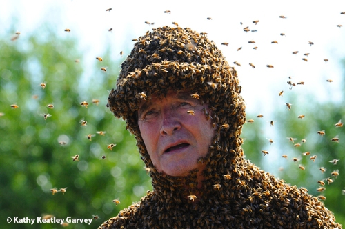 BEE MAN Norman Gary, emeritus professor, University of California, Davis, is covered with bees during a shoot for the History Channel. The segment, for Stan Lee’s “Super Humans,” is scheduled to be broadcast at 10 p.m., Pacific Time. (Photo by Kathy Keatley Garvey)