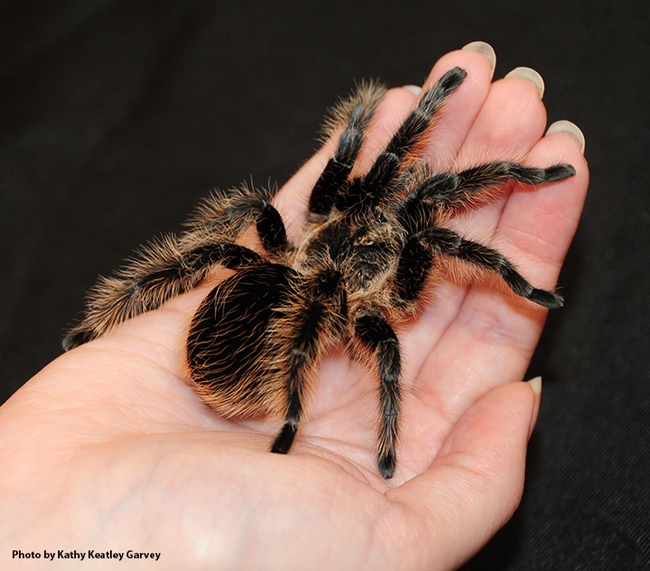 A tarantula in the Bohart Museum of Entomology's petting zoo. (Photo by Kathy Keatley Garvey)