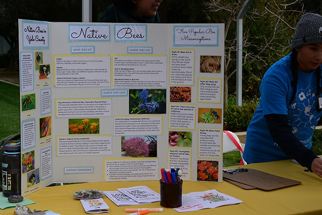 One of the exhibits at the UC Davis Arboretum and Public Garden a few years ago featured native bees. (Photo by Kathy Keatley Garvey)