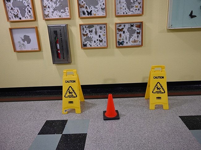 This was the scene in hallway: a fake water leakage problem. (Photo by Kathy Keatley Garvey)