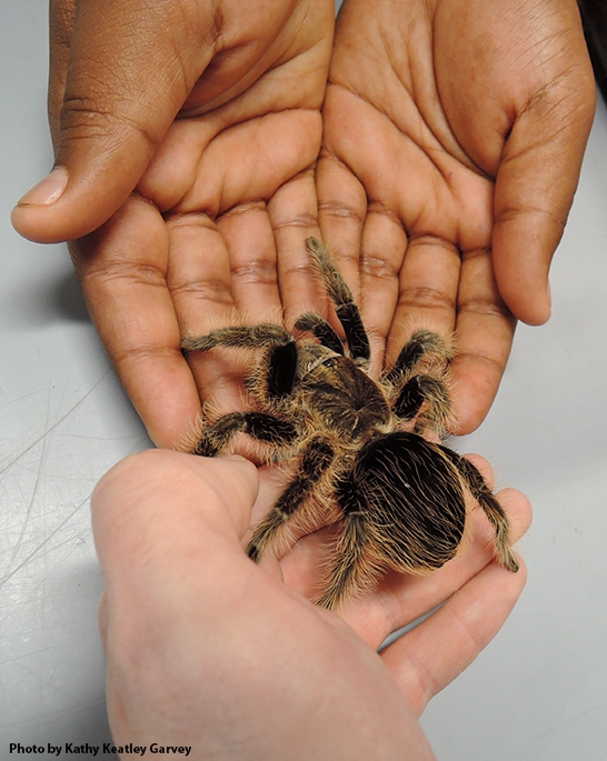 Hand transfer of a tarantula at the Bohart Museum of Entomology. (Photo by Kathy Keatley Garvey)