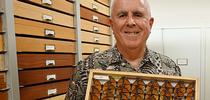 Entomologist Jeff Smith, curator of the Bohart Museum's Lepidoptera collection, holds a drawer of monarchs. (Photo by Kathy Keatley Garvey) for Bug Squad Blog