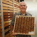 Entomologist Jeff Smith, curator of the Bohart Museum's Lepidoptera collection, holds a drawer of monarchs. (Photo by Kathy Keatley Garvey)