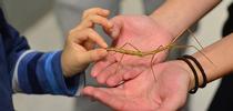 The Bohart Museum of Entomology's live petting zoo draws scores of visitors. Here a youngster gets acquainted with a stick insect, aka walking stick. (Photo by Kathy Keatley Garvey) for Bug Squad Blog