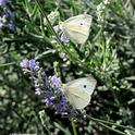 UC Davis distinguished professor Art Shapiro spotted two cabbage white butterflies today (Feb. 8) in West Sacramento, Yolo County. These weren't them. (Photo by Kathy Keatley Garvey)