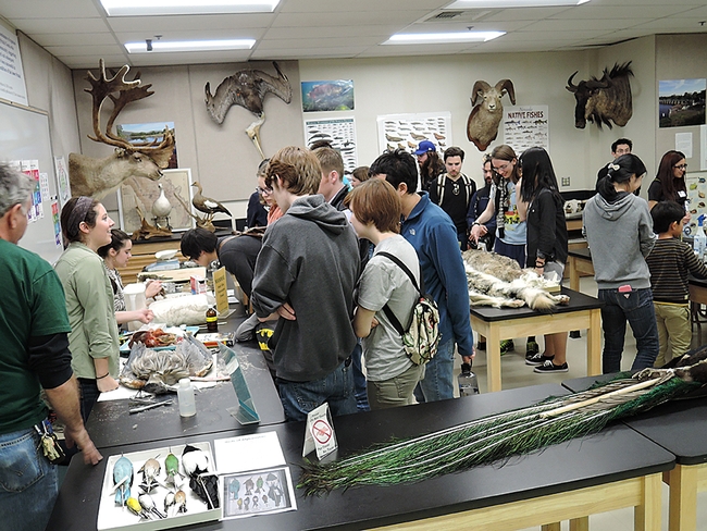 The Museum of Wildlife and Fish Biology always draws a large crowd at the annual UC Davis Biodiversity Museum Day. (Photo by Kathy Keatley Garvey)