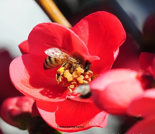 A honey bee foraging on a flowering quince. (Photo by Kathy Keatley Garvey)