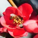 A honey bee foraging on a flowering quince. (Photo by Kathy Keatley Garvey)