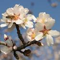Honey bee pollinating an almond blossom in the spring of 2011. (Photo by Kathy Keatley Garvey)