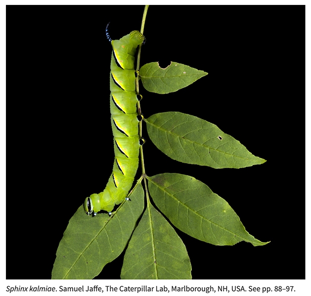 Co-author Samuel Jaffe of The Caterpillar Lab, Marlborough, N.H., took this image for the cover of the journal Environmental Entomology.