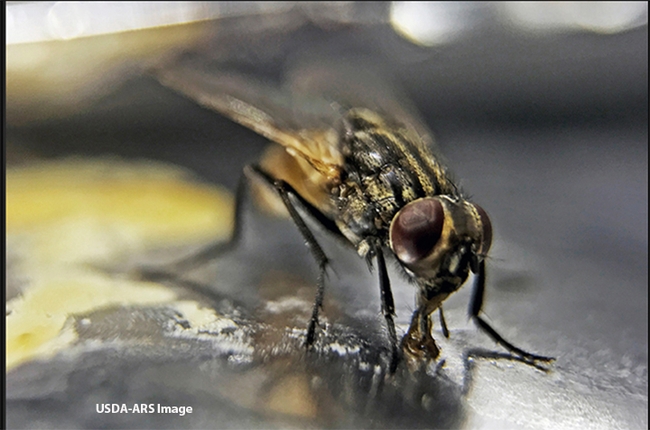 A house fly feeding. (Photo courtesy of USDA-ARS)