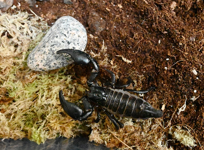 Close-up of an Asian forest scorpion shown at the UC Davis Biodiversity Museum Day by Martin Hauser of the CDFA. (Photo by Kathy Keatley Garvey)