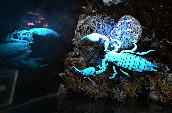 The Asian forest scorpion, under ultraviolet light, glows blue-green. (Photo by Kathy Keatley Garvey)