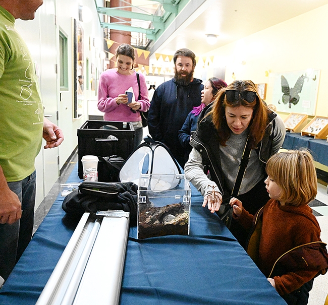 Visitors delighted in holding stick insects, aka walking sticks, at the Martin Hauser display in the Academic Surge Building during the UC Davis Biodiversity Museum Day. (Photo by Kathy Keatley Garvey)