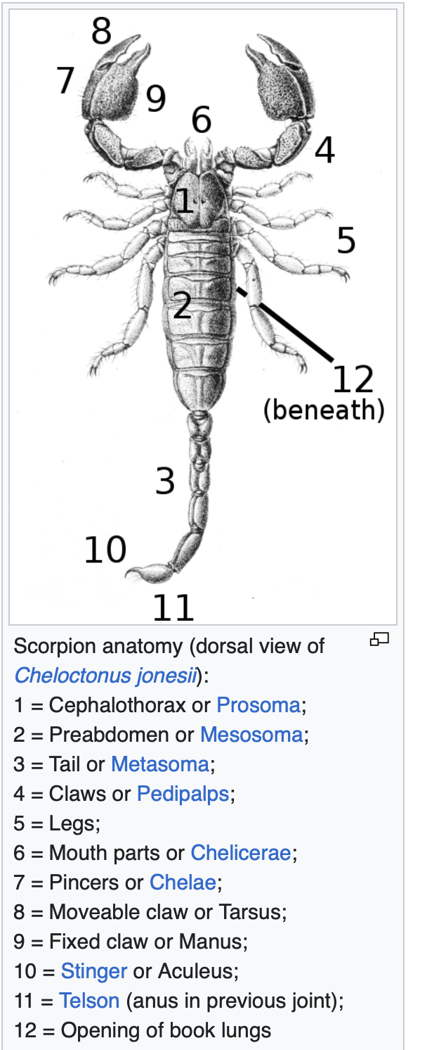 Scorpion anatomy, courtesy of Wikipedia