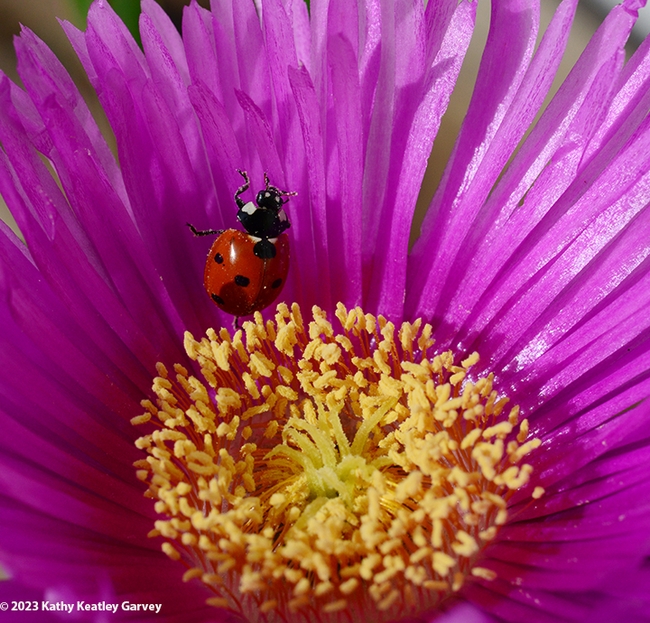 Let's climb! A lady beetle begins her ascent--up an ice plant blossom. (Photo by Kathy Keatley Garvey)
