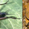 A sand field cricket (Gryllus firmus), and a horsehair worm (Paragordius varius). (Photos courtesy of Amy Worthington)