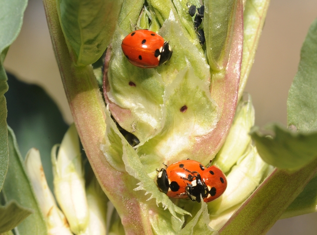 Ladybugs in the fava beans at the Haagen-Dazs Honey Bee Haven. (Photo by Kathy Keatley Garvey)