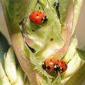 Ladybugs in the fava beans at the Haagen-Dazs Honey Bee Haven. (Photo by Kathy Keatley Garvey)