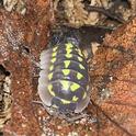 An isopod, a crustacean, has 14 legs. This is an Armadillidium gestroi, also known as high yellow spotted isopod, originating from the shores of France near limestone, sandstone, and granite. (Photo by Elijah Shih)