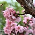 A honey bee, cooped up in a hive for weeks due to the rain and cold, heads for a nectarine blossom in Vacaville, Calif. (Photo by Kathy Keatley Garvey)