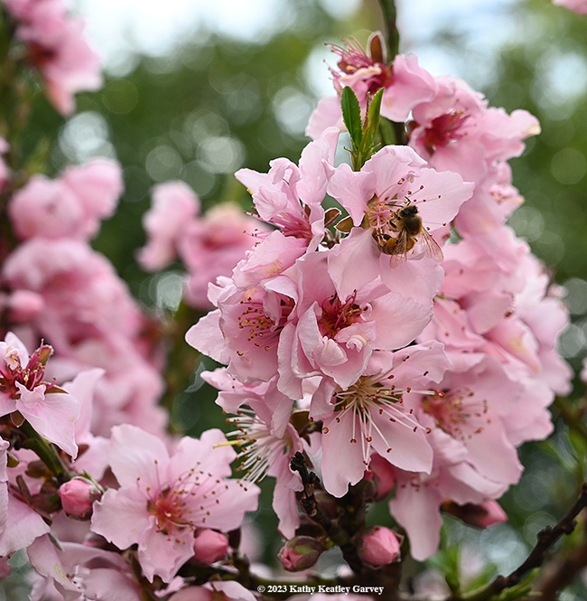 Find the bee! There's one pollinating a nectarine blossom. (Photo by Kathy Keatley Garvey)