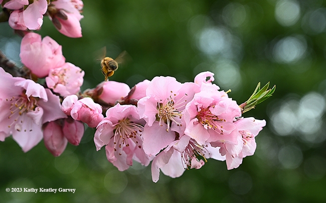 A pollen-packing bee exits a nectarine blossom.(Photo by Kathy Keatley Garvey)