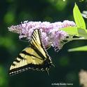 A Western tiger swallowtail, Papilio rutulus, in the UC Davis Arboretum and Public Garden. (Photo by Kathy Keatley Garvey)
