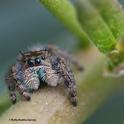 A jumping spider--note the green 